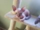 Sphynx Cats for sale in Atascadero, CA 93422, USA. price: $1,200