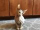 Sphynx Cats for sale in Prior Lake, MN 55372, USA. price: $2,000