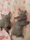 Sphynx Cats for sale in Baton Rouge, LA, USA. price: $400
