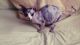 Sphynx Cats for sale in Ogema, WI 54459, USA. price: NA