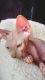 Sphynx Cats for sale in Ogema, WI 54459, USA. price: NA