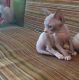 Sphynx Cats for sale in Pocatello, ID, USA. price: NA