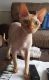 Sphynx Cats for sale in Colorado Springs, CO, USA. price: $1,100