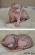 Sphynx Cats for sale in Colorado Springs, CO, USA. price: $900