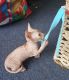 Sphynx Cats for sale in San Diego, TX 78384, USA. price: NA