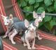 Sphynx Cats for sale in Indianapolis Blvd, Hammond, IN, USA. price: NA