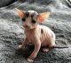 Sphynx Cats for sale in Washington, DC, USA. price: $1,200
