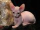 Sphynx Cats for sale in Wilmington, DE, USA. price: $400