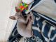 Sphynx Cats for sale in Wilmington, DE, USA. price: NA