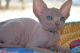 Sphynx Cats for sale in New Richmond, WI 54017, USA. price: $700