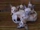Sphynx Cats for sale in Texas City, TX, USA. price: NA