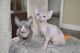 Sphynx Cats for sale in Hollis, NH 03049, USA. price: NA