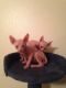 Sphynx Cats for sale in Las Vegas, NV, USA. price: NA