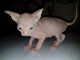 Sphynx Cats for sale in Northridge, CA 91328, USA. price: NA