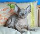 Sphynx Cats for sale in Altoona, PA, USA. price: NA