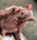 Sphynx Cats for sale in Las Vegas, NV, USA. price: $1,300