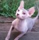 Sphynx Cats for sale in Seattle, WA 98161, USA. price: NA