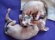 Sphynx Cats for sale in San Marcos, TX 78666, USA. price: NA