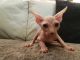 Sphynx Cats for sale in Jersey City, NJ 07097, USA. price: NA