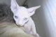 Sphynx Cats for sale in Staten Island, NY, USA. price: NA