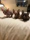 Sphynx Cats for sale in Clifton, NJ, USA. price: $900