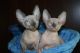 Sphynx Cats for sale in Fort Myers, FL, USA. price: $1,200