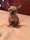 Sphynx Cats for sale in Toms River, NJ, USA. price: $900