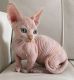 Sphynx Cats for sale in Los Angeles, CA 90014, USA. price: NA