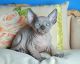 Sphynx Cats for sale in Altoona, PA, USA. price: $300