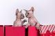 Sphynx Cats for sale in AR-5, Little Rock, AR, USA. price: NA