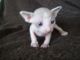 Sphynx Cats for sale in Portland, OR 97210, USA. price: NA