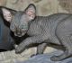 Sphynx Cats for sale in Los Angeles, CA 90005, USA. price: NA
