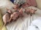 Sphynx Cats for sale in 786 Florida Ave NW, Washington, DC 20001, USA. price: $450