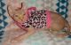Sphynx Cats for sale in Andalusia, AL, USA. price: NA