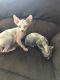 Sphynx Cats for sale in McHenry, IL, USA. price: NA