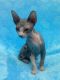 Sphynx Cats for sale in Dublin, OH, USA. price: NA