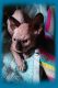 Sphynx Cats for sale in Grants Pass, OR, USA. price: $2