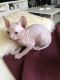 Sphynx Cats for sale in Jersey City, NJ 07097, USA. price: NA