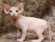 Sphynx Cats for sale in 10006 4th Ave, Brooklyn, NY 11209, USA. price: $500