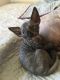 Sphynx Cats for sale in Homeland, CA, USA. price: NA