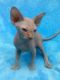 Sphynx Cats for sale in Minneapolis, MN 55415, USA. price: $500