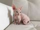 Sphynx Cats for sale in California State Route 2, Los Angeles, CA, USA. price: NA