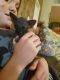 Sphynx Cats for sale in Atascadero, CA 93422, USA. price: $1,800