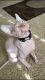 Sphynx Cats for sale in Pleasanton, CA, USA. price: NA