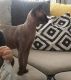 Sphynx Cats for sale in CA-1, Mill Valley, CA 94941, USA. price: NA