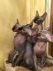Sphynx Cats for sale in CA-1, Mill Valley, CA 94941, USA. price: NA