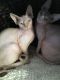 Sphynx Cats for sale in California St, San Francisco, CA, USA. price: NA