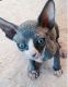 Sphynx Cats for sale in Wayne, PA, USA. price: NA