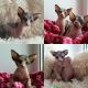 Sphynx Cats for sale in Milwaukee, WI, USA. price: $900
