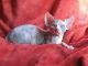Sphynx Cats for sale in Milwaukee, WI, USA. price: $900
